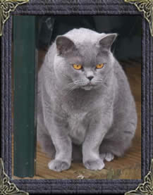 British Shorthair Cats