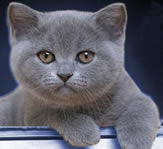 Blue British Shorthair