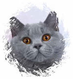 British Blue - mabledon British Shorthairs