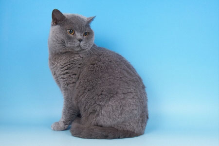 British Blue Shorthairs