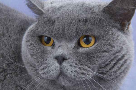 British Blue Kittens